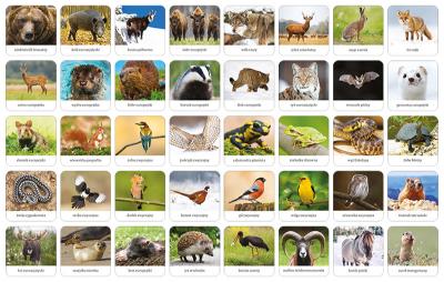 Ilustracje i plansze gry Fauna Polski Memory ADAMIGO ukazujące polskie zwierzęta
