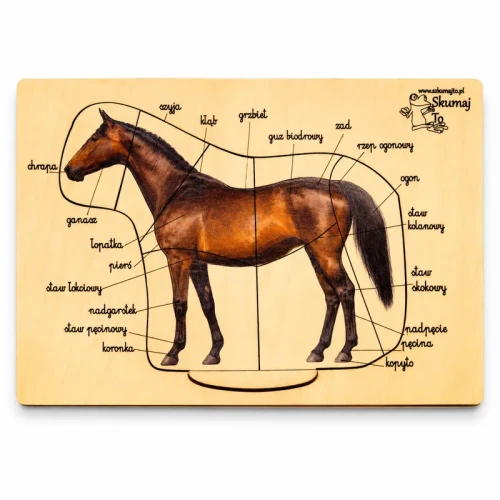 Budowa zewnętrzna konia, anatomia konia, ruchome elementy z podpisami paktoo pl.webp