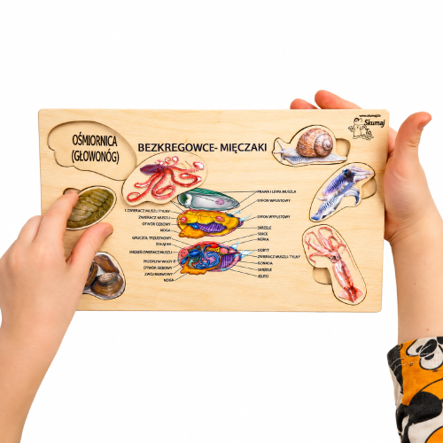 Drewniana układanka edukacyjna Mięczaki – pomoc dydaktyczna do nauki biologii i poznawania budowy mięczaków paktoo pl.png