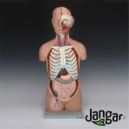 Model anatomiczny JANGAR z otwartymi plecami i szyją, prezentujący szczegóły kręgosłupa