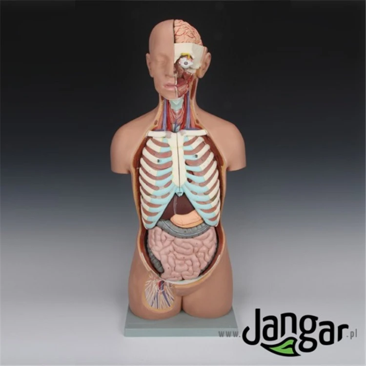 Model anatomiczny JANGAR z otwartymi plecami i szyją, prezentujący szczegóły kręgosłupa