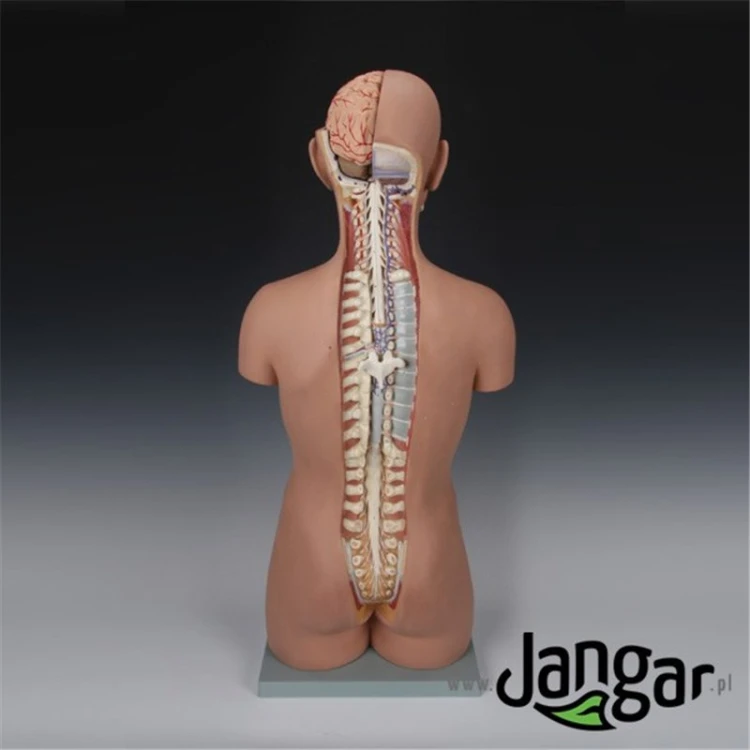 JANGAR, model tułowia z wyjmowanymi narządami do omawiania anatomii człowieka