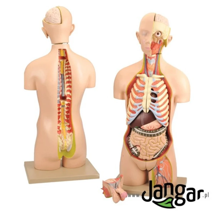 Model anatomiczny JANGAR z otwartymi plecami i szyją do omawiania budowy ciała