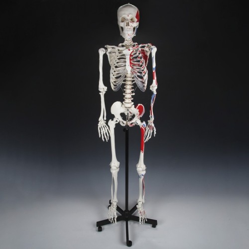 Zbliżenie na czaszkę modelu JANGAR — ruchoma żuchwa i mocowania odłączalnych kończyn, detal anatomiczny