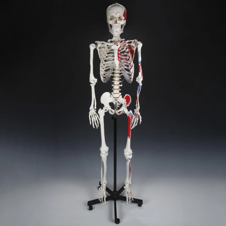 Zbliżenie na czaszkę modelu JANGAR — ruchoma żuchwa i mocowania odłączalnych kończyn, detal anatomiczny