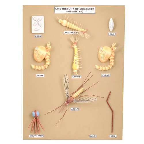 Tablica dydaktyczna 60 x 46 cm z 10 kolorowymi modelami 3D przedstawiającymi cykl życiowy komara Anopheles