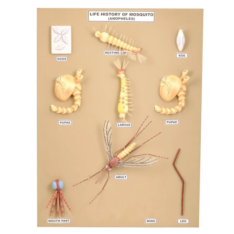 Tablica dydaktyczna 60 x 46 cm z 10 kolorowymi modelami 3D przedstawiającymi cykl życiowy komara Anopheles