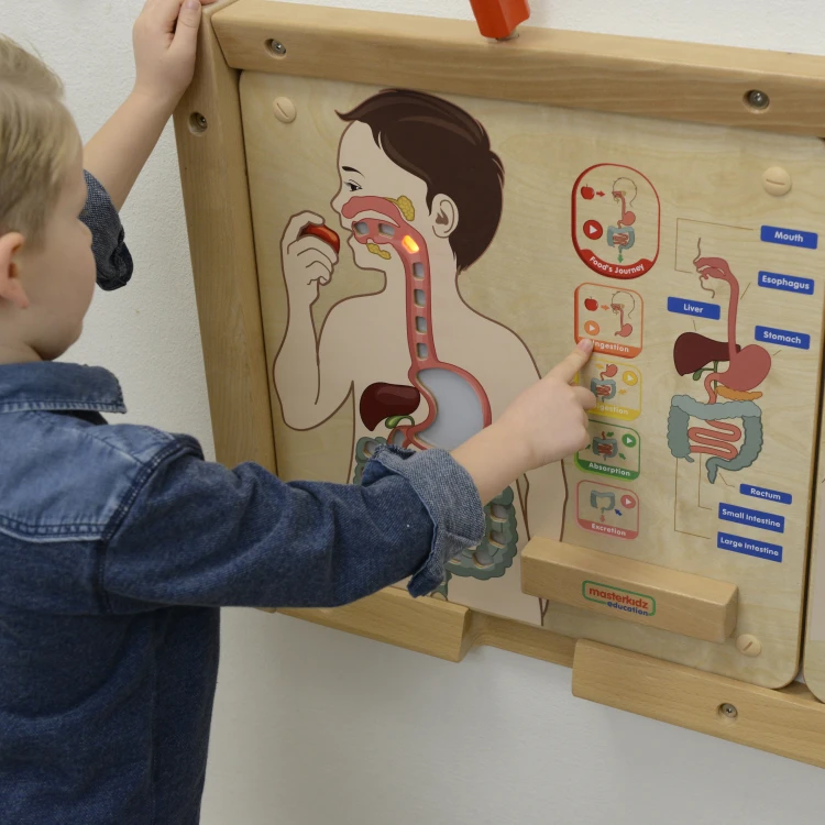 Perspektywa boczna tablicy edukacyjnej — ruchome części i interaktywne elementy Układ Trawienny Montessori 55