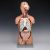 Model tułowia ludzkiego z głową JANGAR, naturalnej wielkości, z widocznymi elementami anatomicznymi
