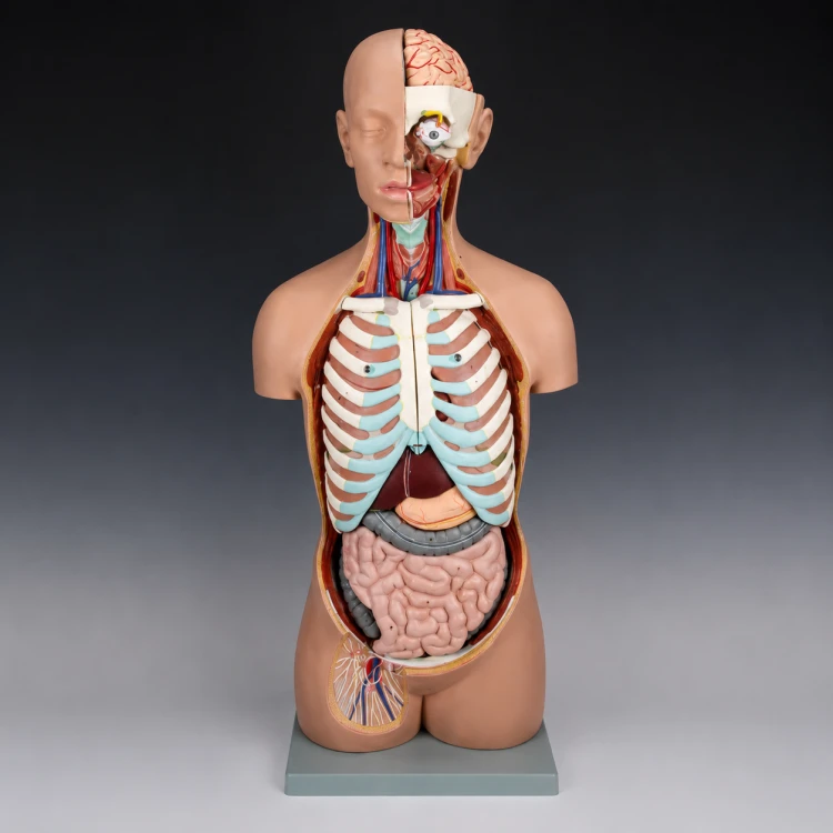 Model tułowia ludzkiego z głową JANGAR, naturalnej wielkości, z widocznymi elementami anatomicznymi