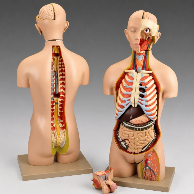 Model tułowia ludzkiego JANGAR, naturalnej wielkości pomoc do nauki anatomii