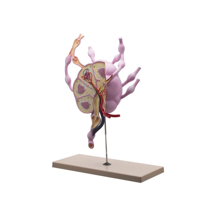 Model budowy węzła chłonnego JANGAR o wymiarach 38x24x61 cm z kolorowymi detalam
