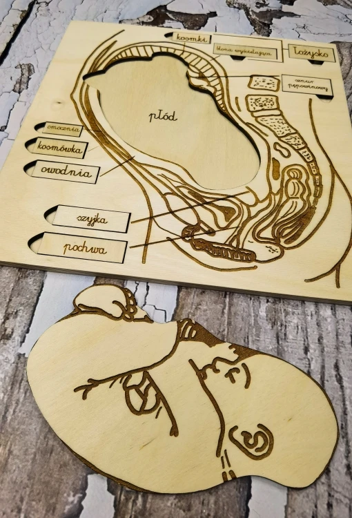 Zestaw edukacyjny EDUBOBO z układankami do nauki anatomii i rozwoju człowieka