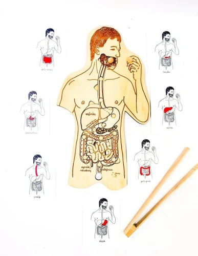 Drewniana układanka układu pokarmowego EDUBOBO z elementami do nauki anatomii