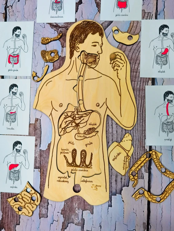 Podstawa układanki EDUBOBO do rozmieszczania ruchomych elementów anatomii