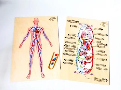 Układanka układu krążenia EDUBOBO z nadrukowanym rozkładem żył i ruchomymi elementami