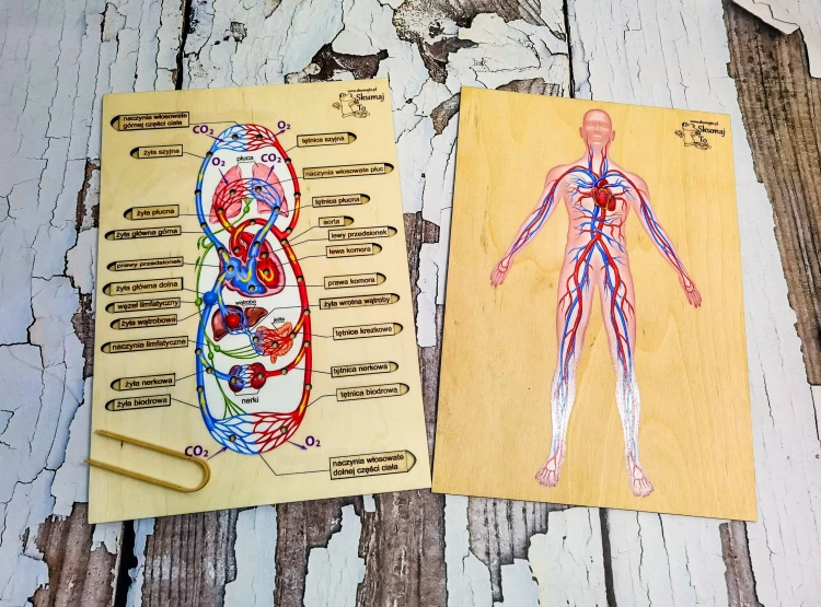 Układanka anatomiczna EDUBOBO z ruchomymi elementami i nadrukiem żył