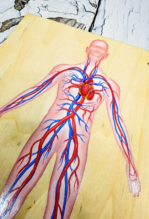 Drewniana układanka EDUBOBO do nauki anatomii i obiegu krwi