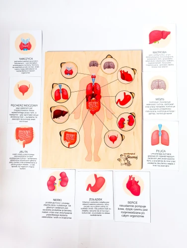 Drewniana układanka anatomiczna EDUBOBO z narządami do dopasowania na podstawie