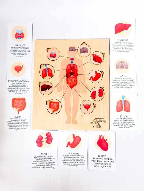 Drewniana układanka anatomiczna EDUBOBO z narządami do dopasowania na podstawie