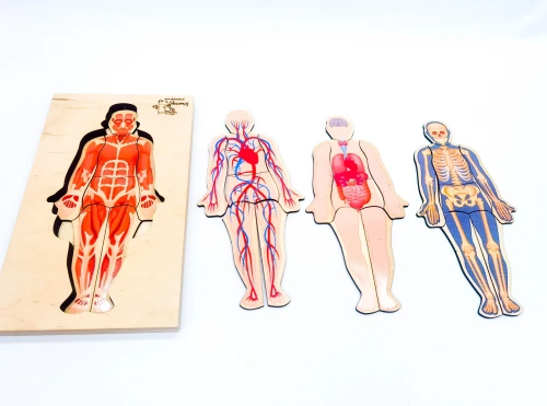 Ciało człowieka, drewniana układanka, 4 warstwy, anatomia