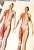 Drewniane elementy układanki anatomicznej EDUBOBO – warstwy ciała człowieka