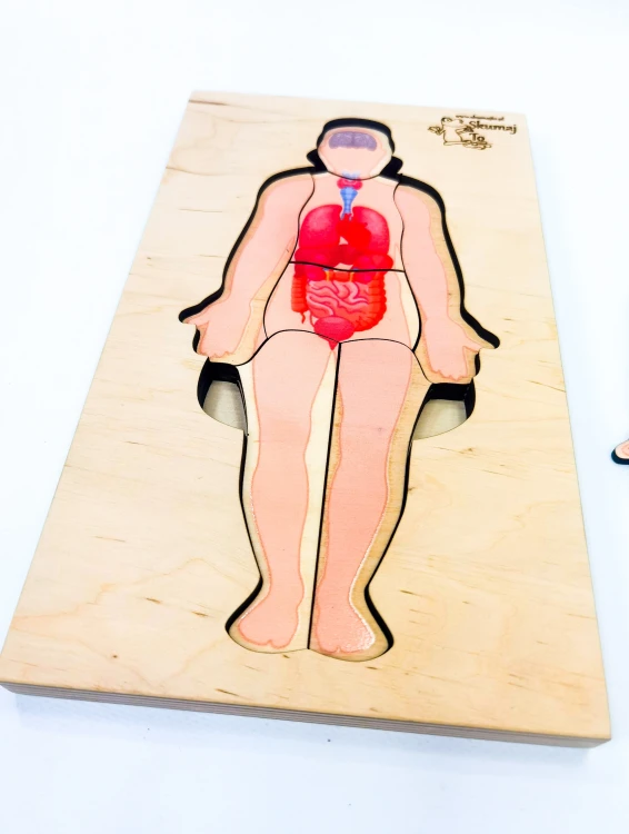 Zbliżenie na warstwę szkieletu w układance anatomicznej EDUBOBO