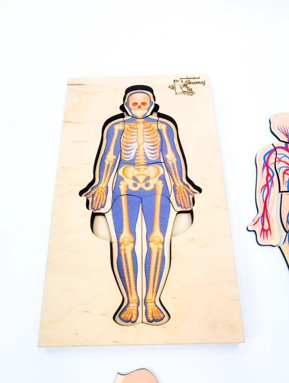 Warstwa układu krążenia w drewnianej układance anatomicznej EDUBOBO