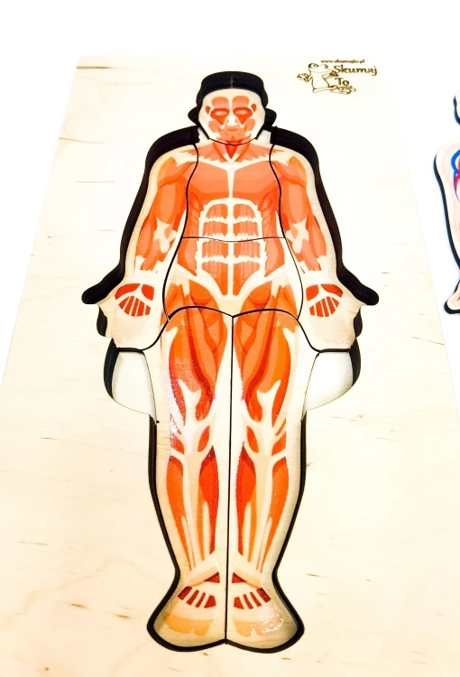 Warstwa mięśni w drewnianej układance anatomicznej EDUBOBO