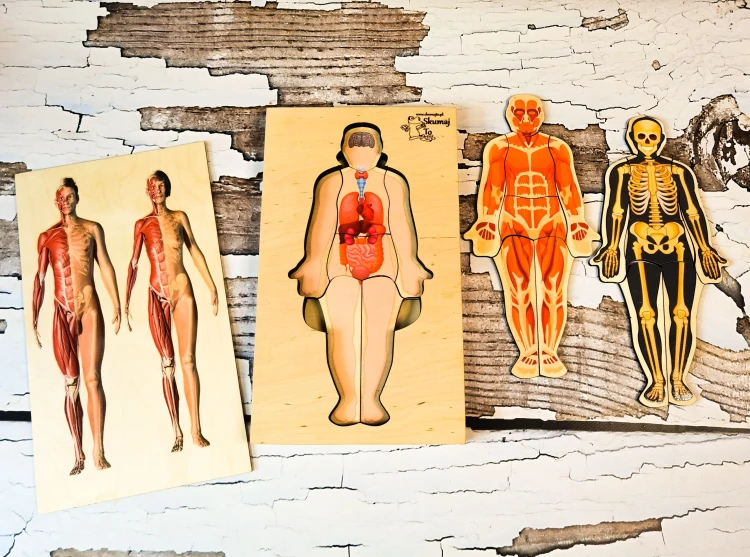 Wieczko układanki anatomicznej EDUBOBO z ilustracją ciała mężczyzny i kobiety