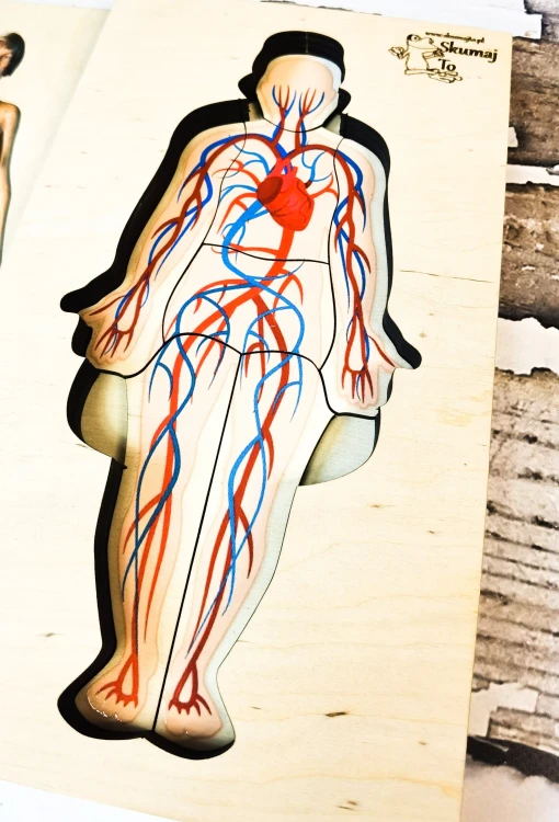 Układanka anatomiczna EDUBOBO – zestaw edukacyjny do nauki biologii