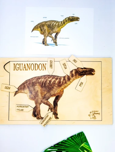 Iguanodon, budowa dinozaura, trzy warstwy, nazwy narządów