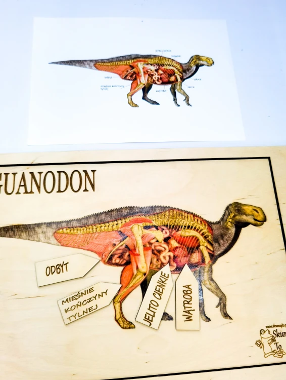 Zbliżenie na ruchome fiszki z podpisami części ciała w układance Iguanodon EDUBOBO