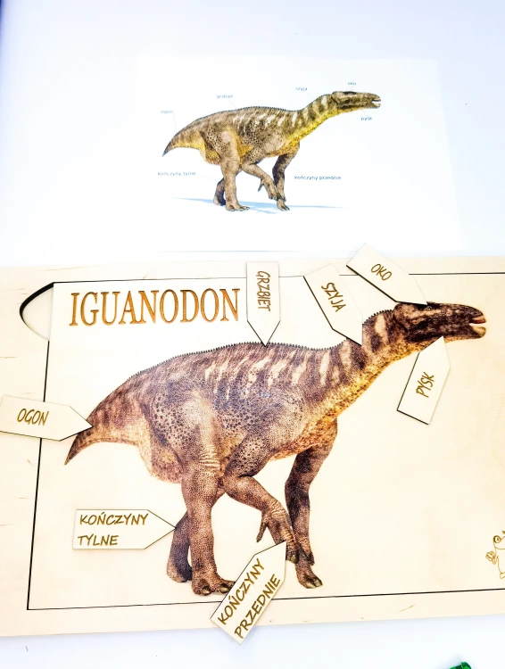 Widok całości zestawu edukacyjnego Iguanodon EDUBOBO z trzech plansz ze sklejki