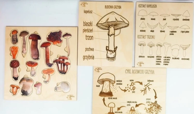 Zestaw drewnianych układanek Grzyby EDUBOBO z kolorowymi grafikami gatunków