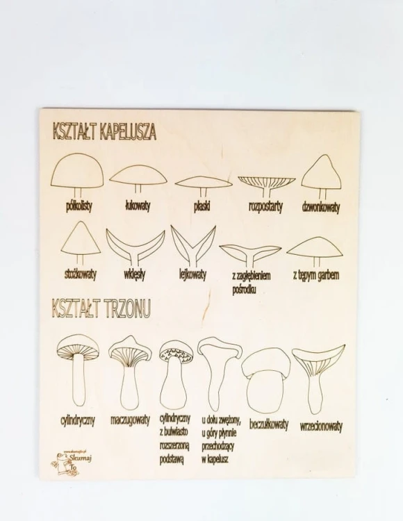 Plansza edukacyjna z cyklem rozwojowym grzyba w zestawie Grzyby EDUBOBO