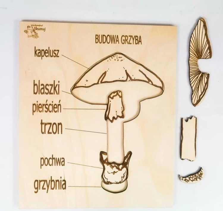 Kolorowe grafiki różnych gatunków grzybów z zestawu drewnianych układanek