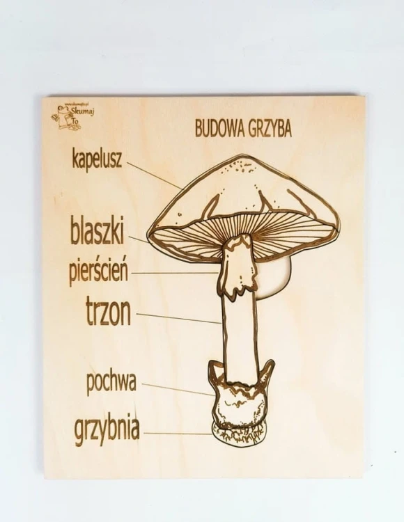 Dziecko układa ruchome części grzyba na podstawce zestawu EDUBOBO Grzyby