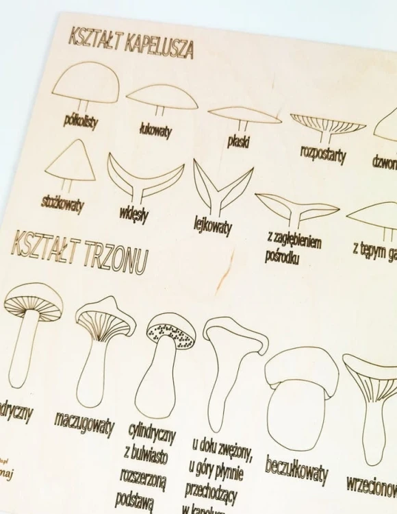 Widok z góry na edukacyjne plansze i elementy zestawu drewnianych układanek Grzyby