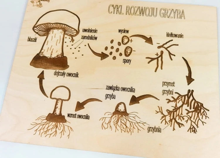 Zbliżenie na planszę edukacyjną z rodzajami kapeluszy grzybów z zestawu EDUBOBO