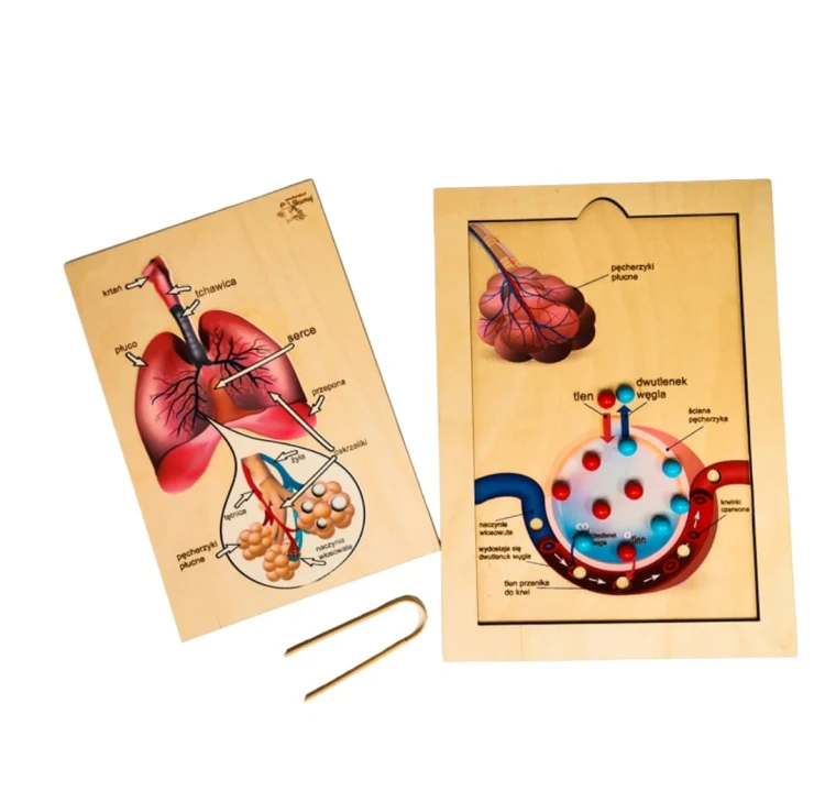 Układanka o płucach człowieka EDUBOBO do poznawania anatomii i mechanizmu oddychania