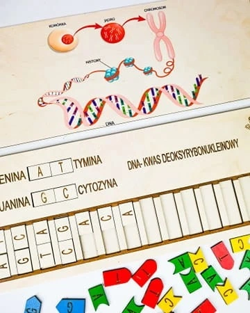 Zbliżenie na kolorowe i niepokolorowane kafelki zasad azotowych w układance Skumaj DNA
