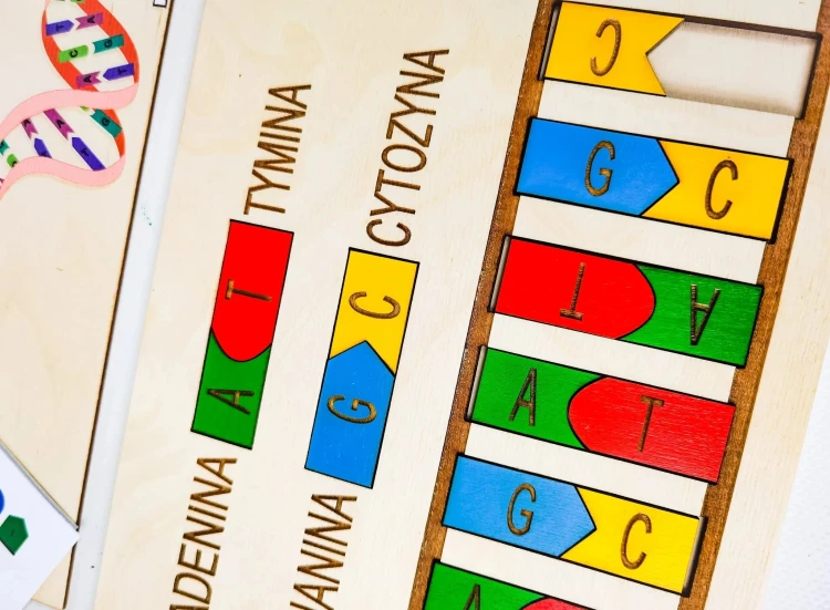 Ruchome kafelki adeniny, tyminy, guaniny i cytozyny w zestawie Skumaj DNA EDUBOBO