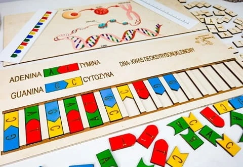 Zestaw kart PDF do wydruku i instrukcje ułatwiające naukę genetyki z układanką Skumaj DNA