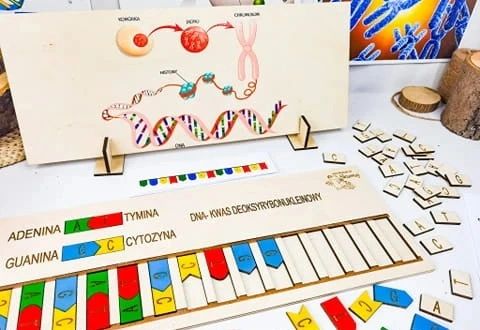 Kolorowe kafelki zasad azotowych ułożone na planszy układanki Skumaj DNA