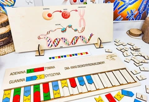 Instrukcje i zadania z kart PDF wspierające naukę genetyki z układanką Skumaj DNA