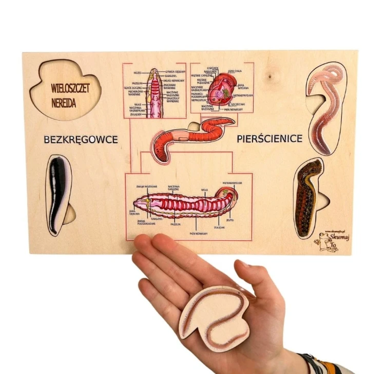 Elementy zestawu edukacyjnego EDUBOBO - anatomiczne szczegóły zwierząt
