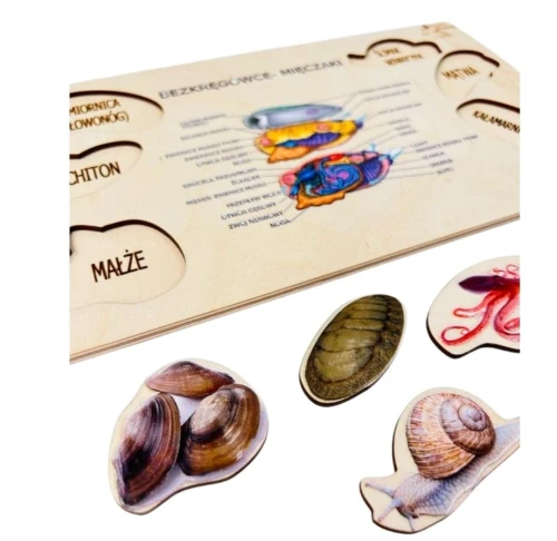 Układanka Mięczaki EDUBOBO z ilustracją anatomii małży do nauki biologii