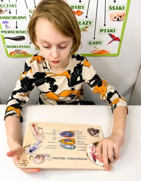 Materiał edukacyjny Mięczaki EDUBOBO do ćwiczenia spostrzegawczości i precyzji