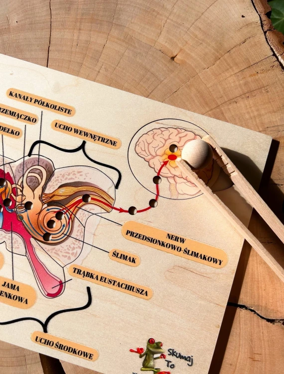 Budowa ucha w układance edukacyjnej EDUBOBO do nauki anatomii przez działanie